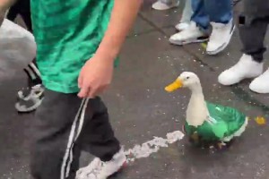 巴掌马vs英格兰直播qb_巴掌马vs英格兰直播在线观看_免费观看巴掌马vs英格兰直播